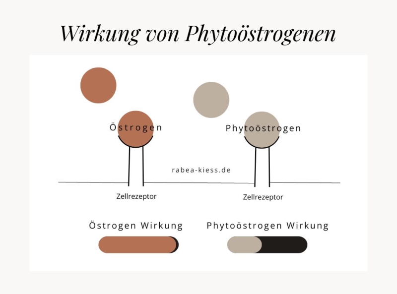 Grafik mit der Erklärung zur Wirkung von Phytoöstrogenen und Östrogenen am Zellrezeptor